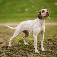 Braque de Bourbonais